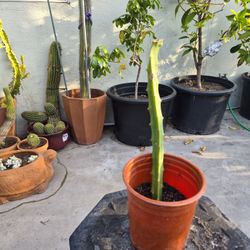 Ecuador Yellow Dragon Fruit 