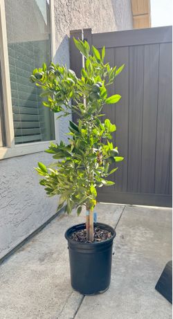 Tangelo Orlando fruit tree