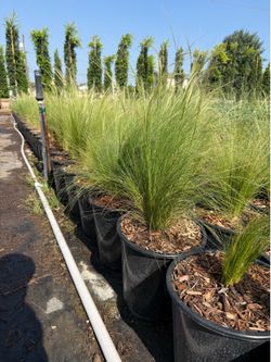 Mexico feather grass - 5 gal. Pot