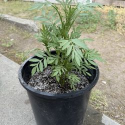 Cempasuchitl ( Dia de Los Muertos Flower)