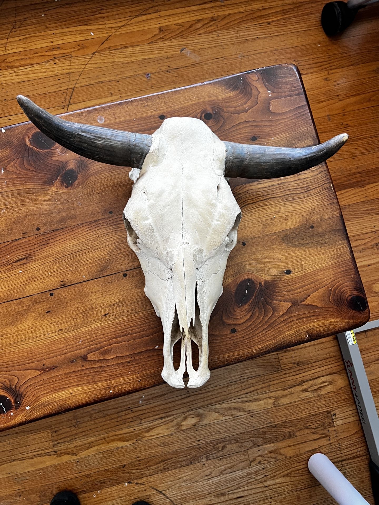 Real Longhorn Steer Skull – Western Decor