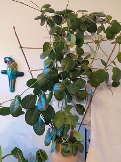 Hoya abovata splash