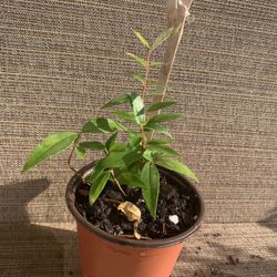 Small Pot Of Carolina Jasmine Vine W/ Yellow Flowers, Perennial Comes Back Each Year, Full Sun To Partial Shade