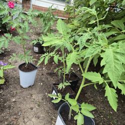 Tomato Plants Beefsteak