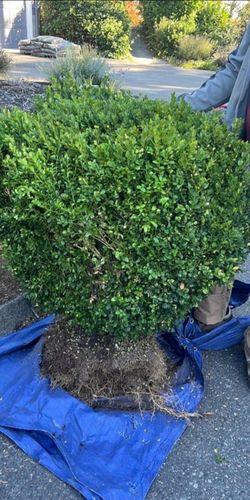Box wood plants for sale.