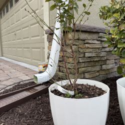 Farthing Blueberry Plant With Pot