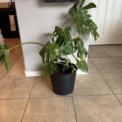 Monstera Plant