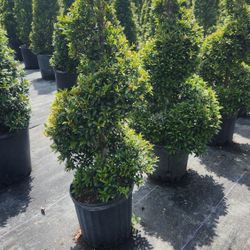 Spectacular Topiary Plants!!! Different Sizes And Prices!!! Starting At $35