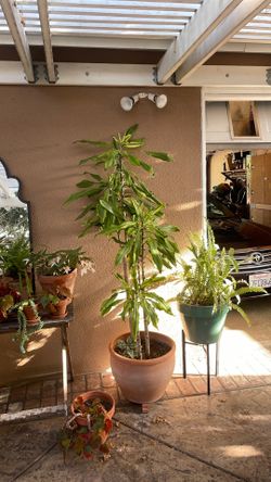 Large plant