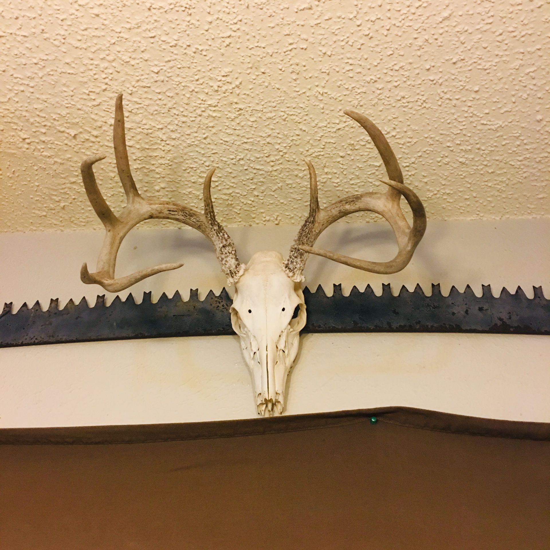 9 point deer skull