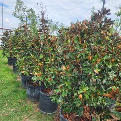 Magnolias Tree 15gallones 6ft Tall 