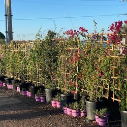 Bougainvillea Trellis 