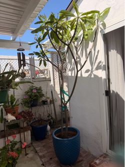 Plumeria plant