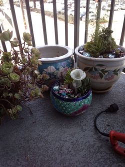 Plants