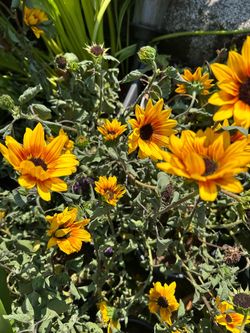 $9 each beautiful pot of Black Susan