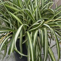 Spider plant