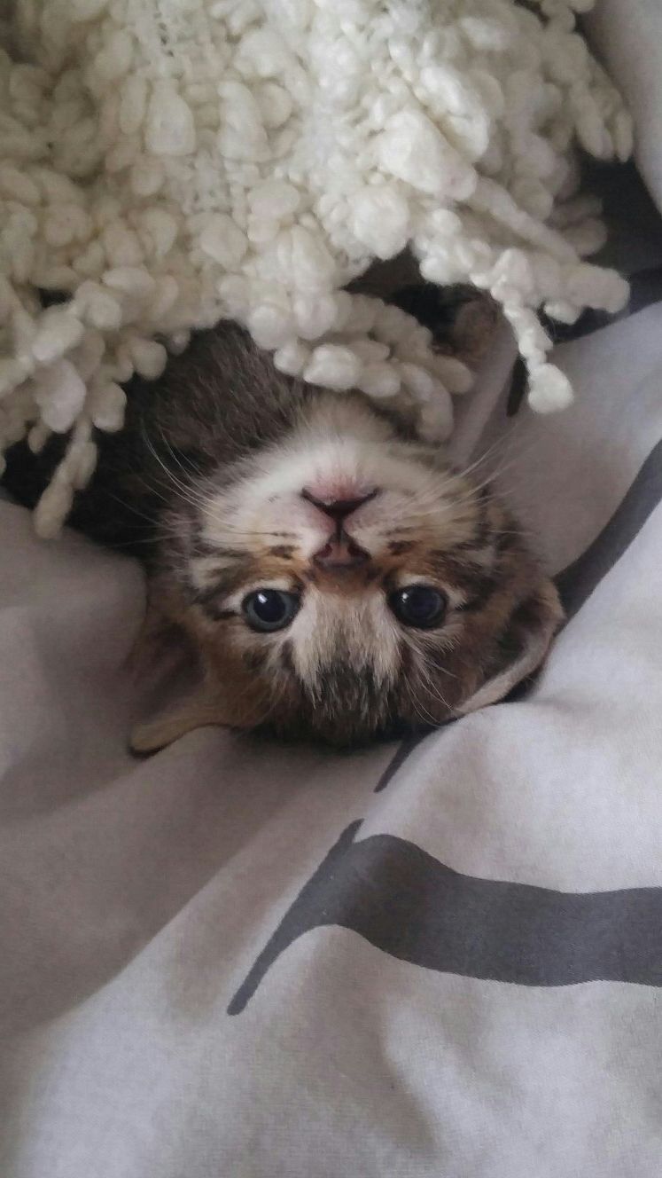 Free kittens