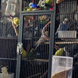 'Bird' Cage