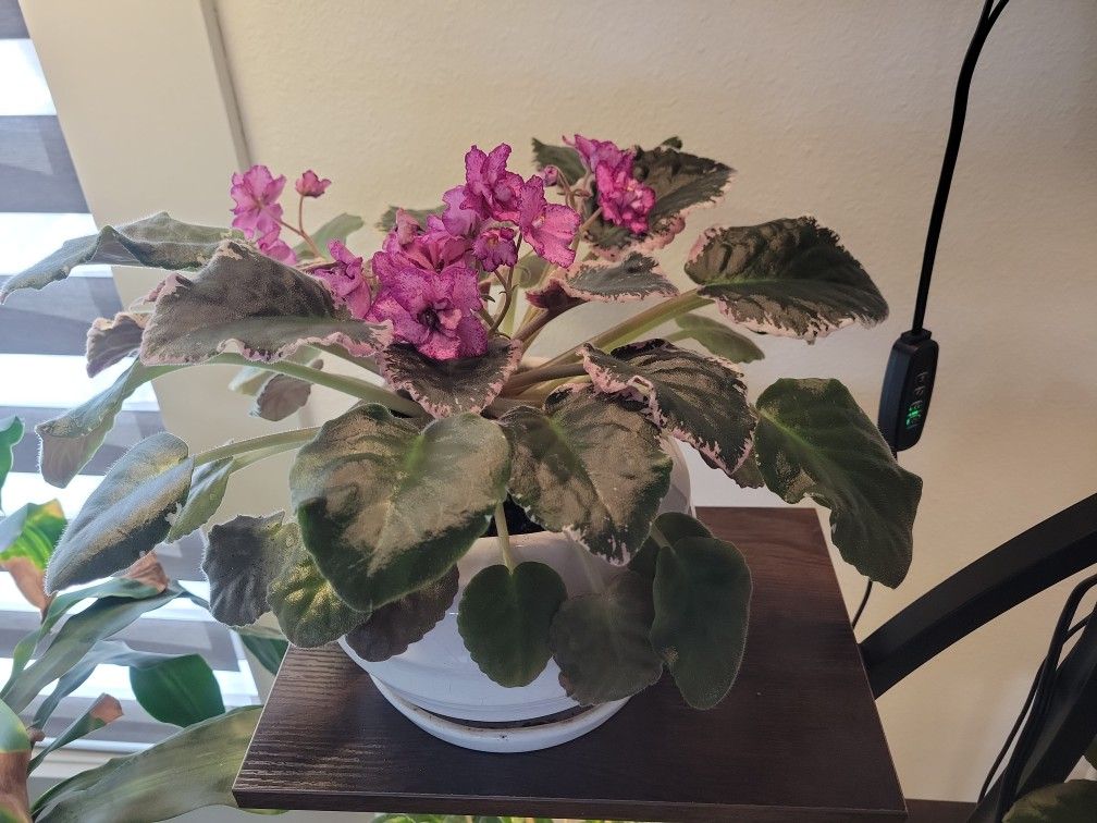 African Violet Leafs.
