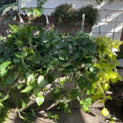 ~4ft XXL Huge/Full/lush/trailing ~4ft  golden Pothos/neon pothos; exact plant; 95820