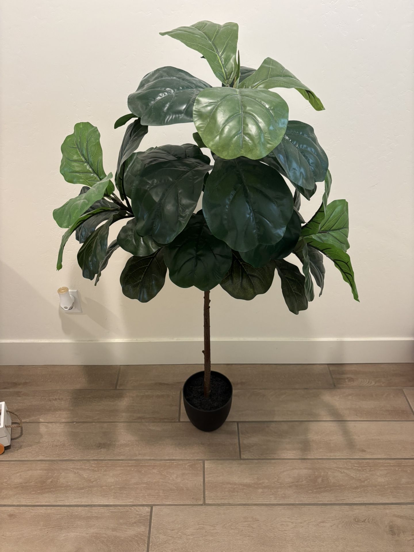 Fiddle Leaf Tree
