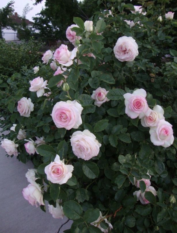 Moonstone Hybrid Tea Rose - 5 Gallon Plant