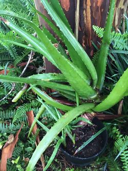 This beautiful Aloe Vera miracle plant with baby’s !$25 !good for your skin,hair and ...
