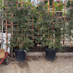 Trellis For Privicy