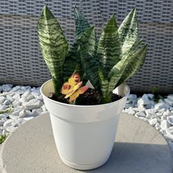 Sansevieria Zeylanica Plant - Great for Gifts! / Sansevieria Zeylanica Planta - Ideal para Regalos!