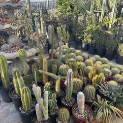 Wide Variety Of Cactus And Succulents Plants 