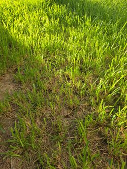 Someone to mow my lawn