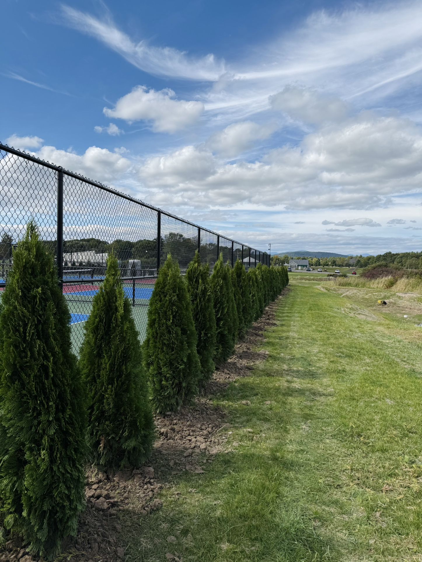 Privacy Tree Sale FREE DELIVERY! Emerald Green & Green Giants