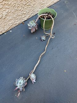 Succulent in green pot