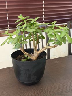 Healthy ZZ Plant