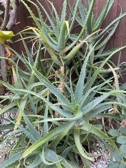 Large Aloe Plants