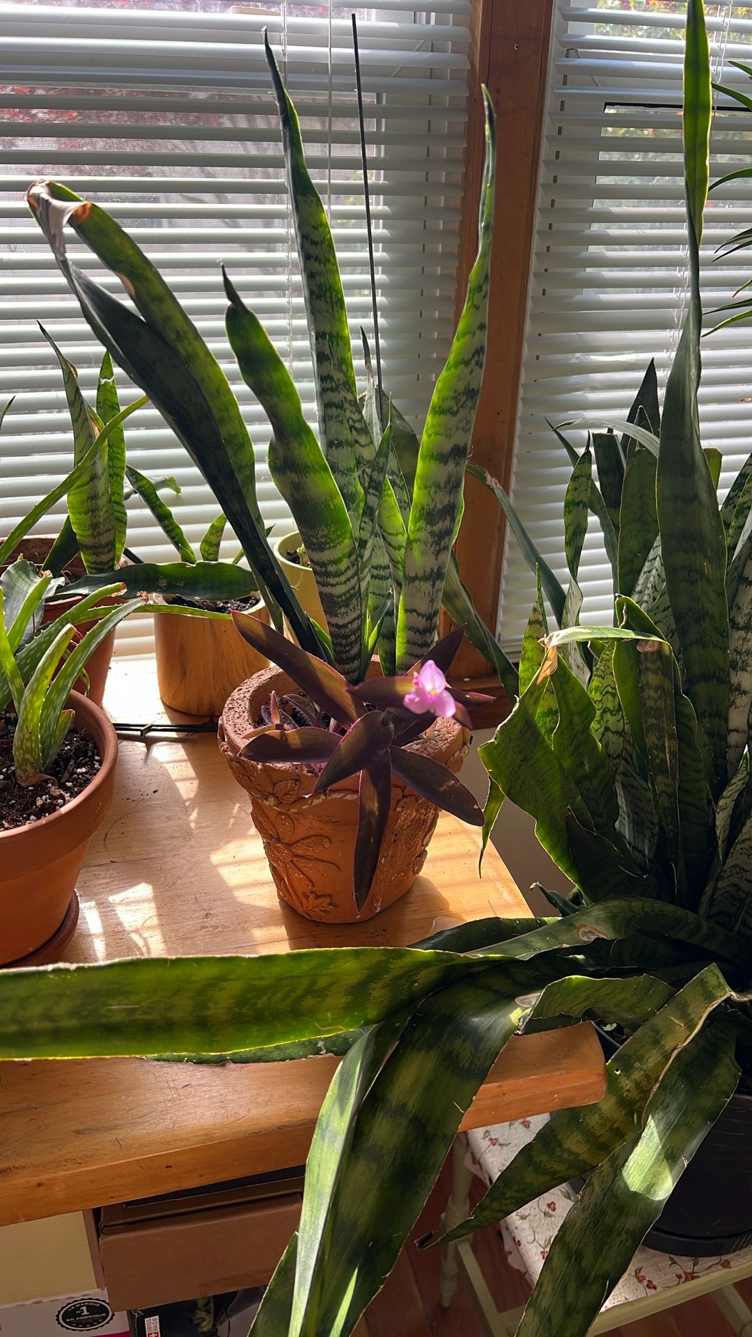 Snake Plant