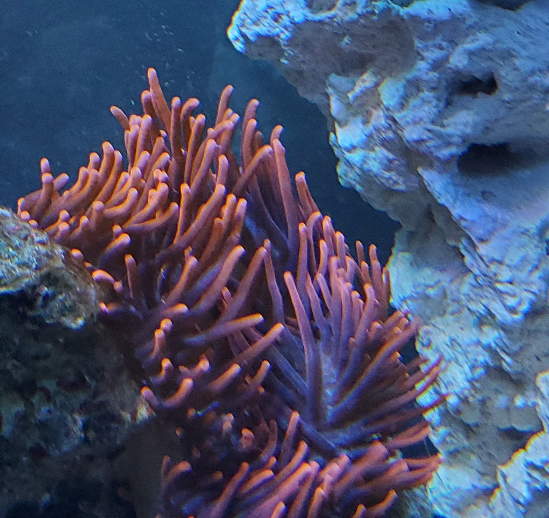 Rose bubble tip anemone. Very bright pink color. Pictures show a true color of it.