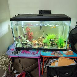 Fish With Tank