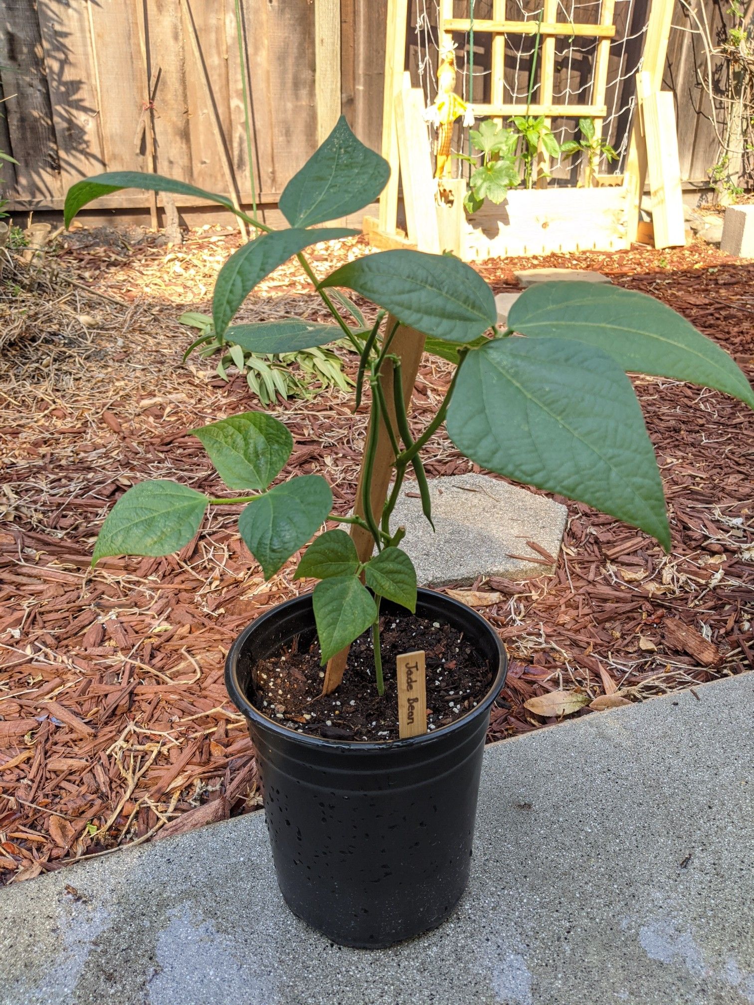 Jade bean plant (pending)