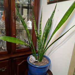 LOVELY PLANT IS REAL