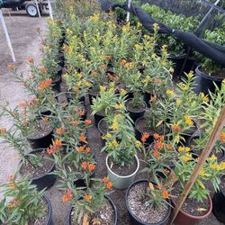 🔥🔥🔥 Milkweed 