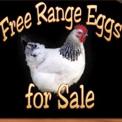 Eggs For Sale