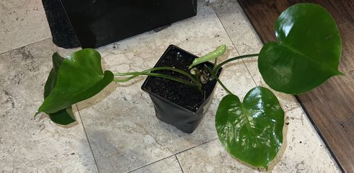 Monstera Deliciosa Plant (pls Read Description Below)