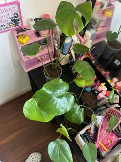 Monstera plants