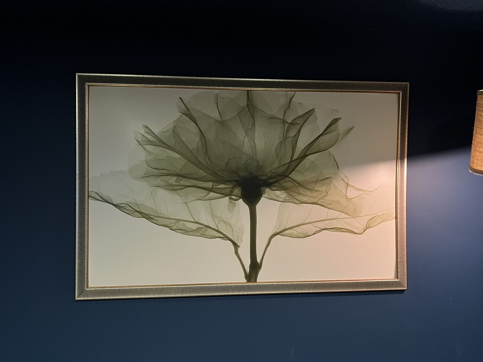 Artwork:  Framed Translucent Flower Print
