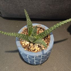 Succulent - Gasteraloe 'Royal Highness'