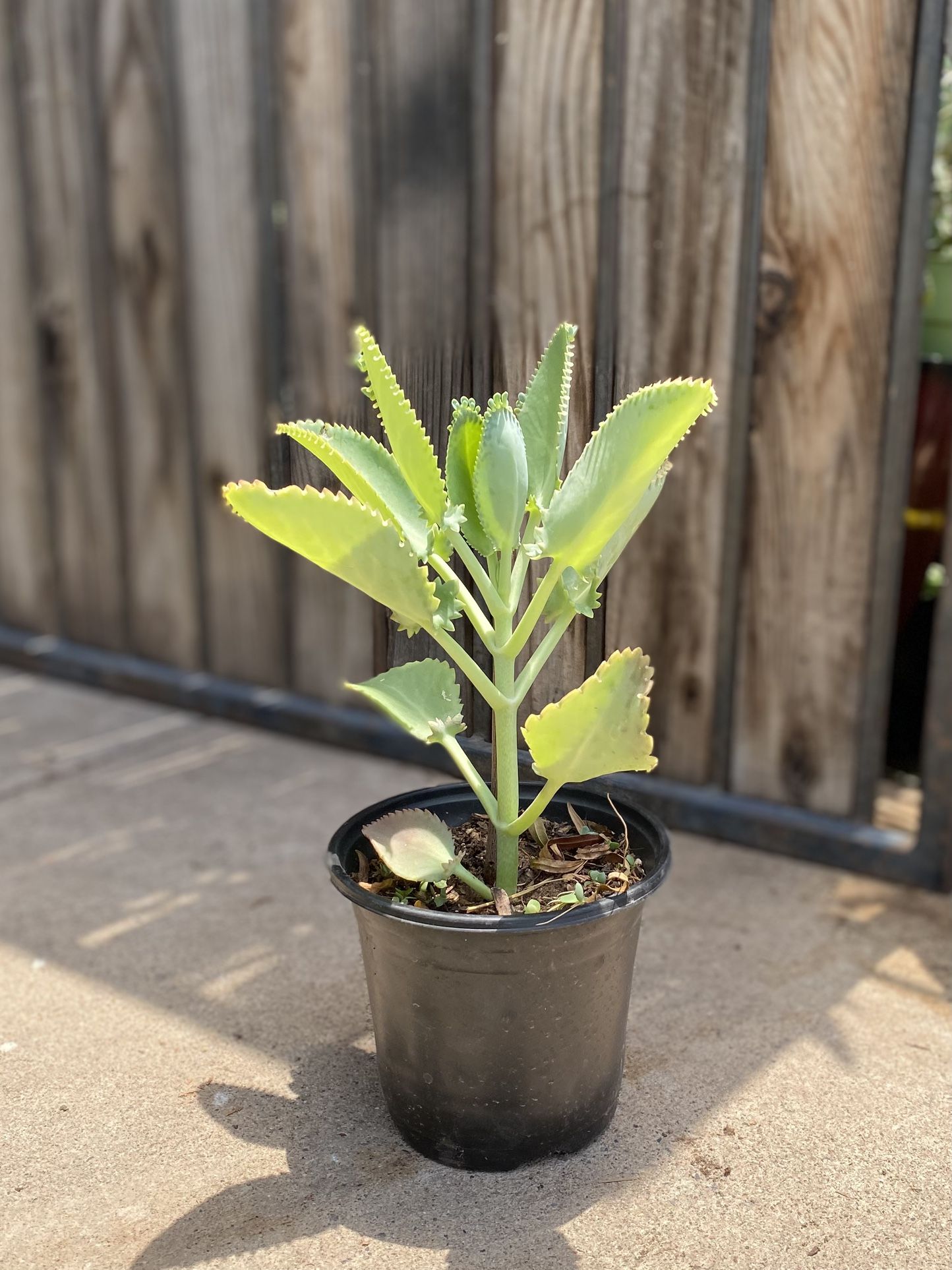 Mother Of Thousands Plant