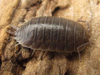 Porcellio