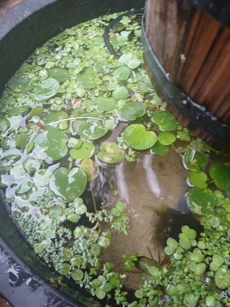 Aquatic Plants Pond Plants, Fish Tank Plants, Duckweed, Frogbit, Water Lettuce Salvinia Minima, Natan, And More