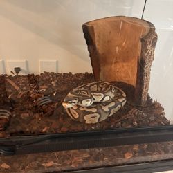 Ball Python 
